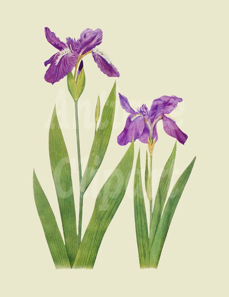 Flowers Clipart purple Iris Botanical Illustration - Etsy