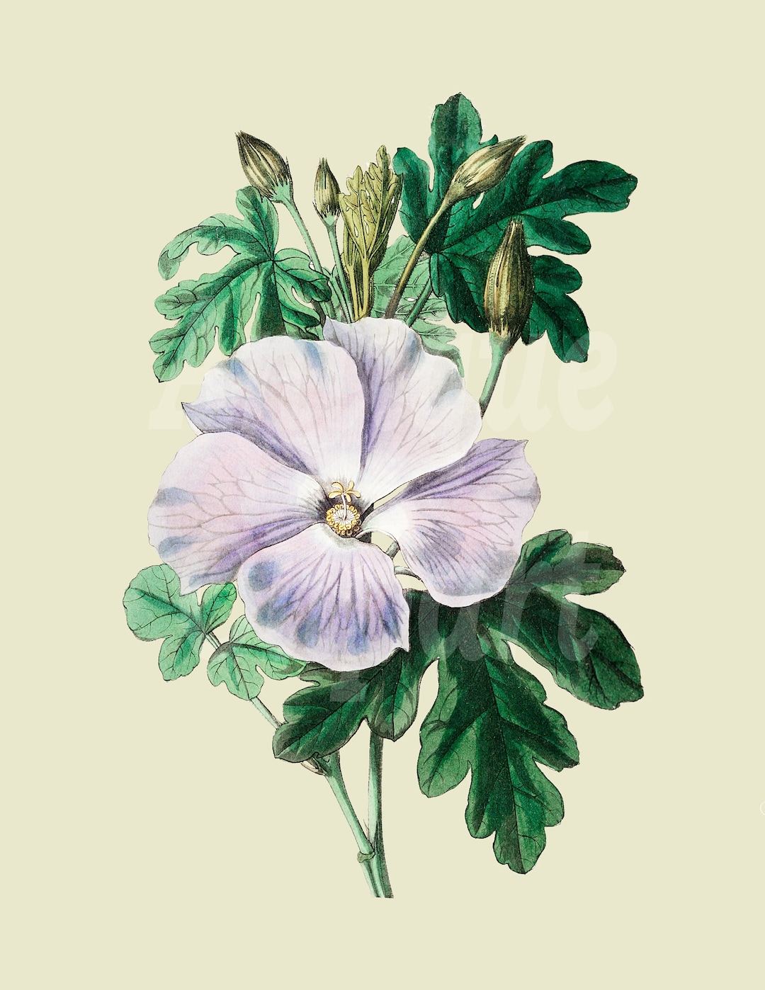 Botanical Illustration purple Hibiscus Flower - Etsy