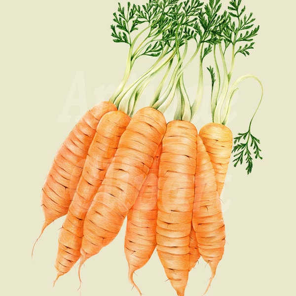 Antique Vegetable Clipart "Carrots" PNG + JPG Images for Crafts, Wall Art Prints, Collages...