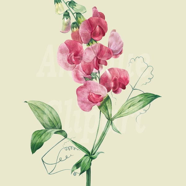 Vintage Botanical "Everlasting Pea" Antique Illustration Digital Download for Wall Art Prints, Wedding Invitations, Collages, Crafts...