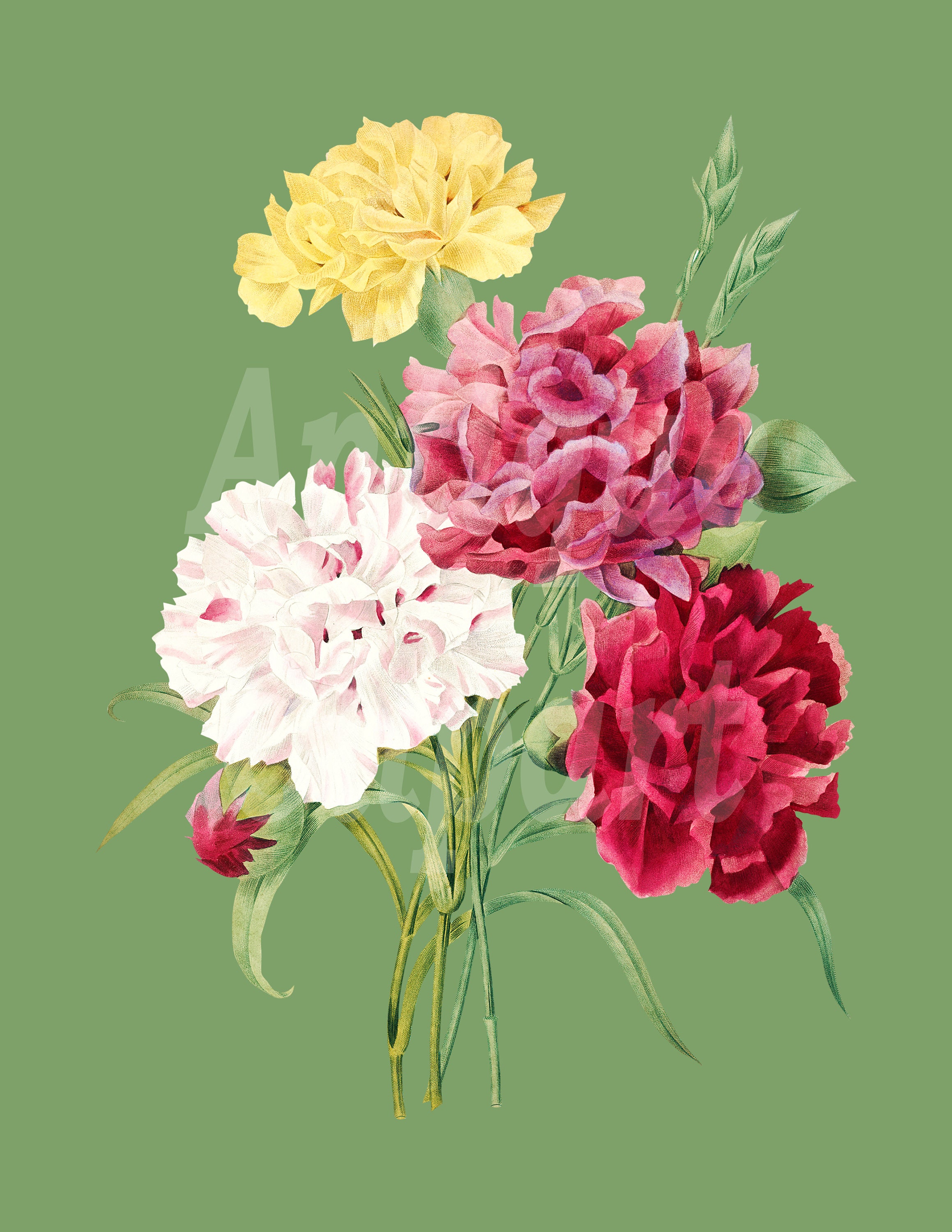 Botanical Illustration Carnation Flowers Clipart | Etsy