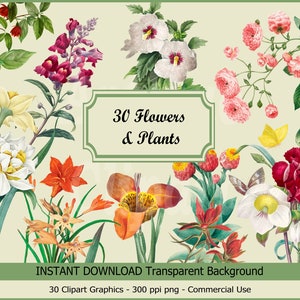 30 Vintage Rose, Gelbe Sonnenblume, Orange Lilie, Narzisse Blumen Illustration, Blumen Clipart, Botanische Illustrationen, Instant Downloads