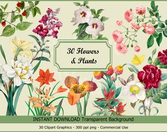 May include: A digital download of 30 clipart graphics featuring various flowers and plants. The images are in PNG format with a transparent background and are 300 pixels per inch. The text "30 Flowers & Plants" is displayed in a green rectangle.
