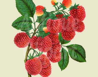 Digital Download "Red Raspberry" Fruit Botanical Illustration Clip Art Image for Prints, Collages, Wedding Invitations, Crafts...