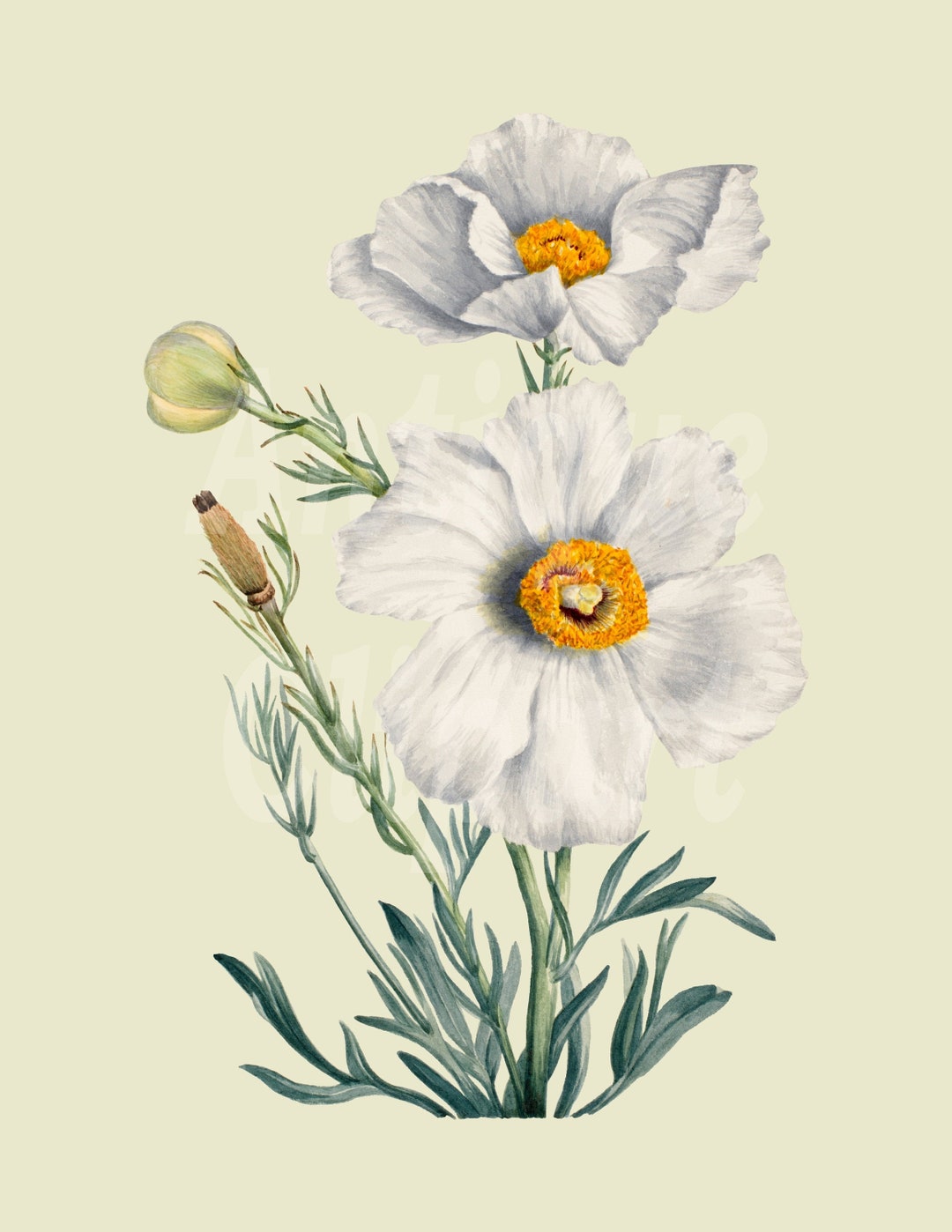 White Flower Image Botanical Illustration PNG matilija - Etsy