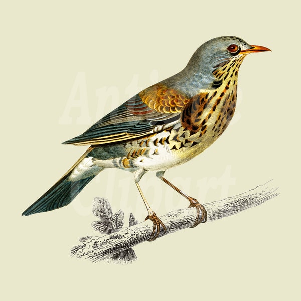 Vintage Bird Clip Art "Rock Thrush" Digital Image Perfect for Collages, Graphic Design, Scrapbooking, Crafts…