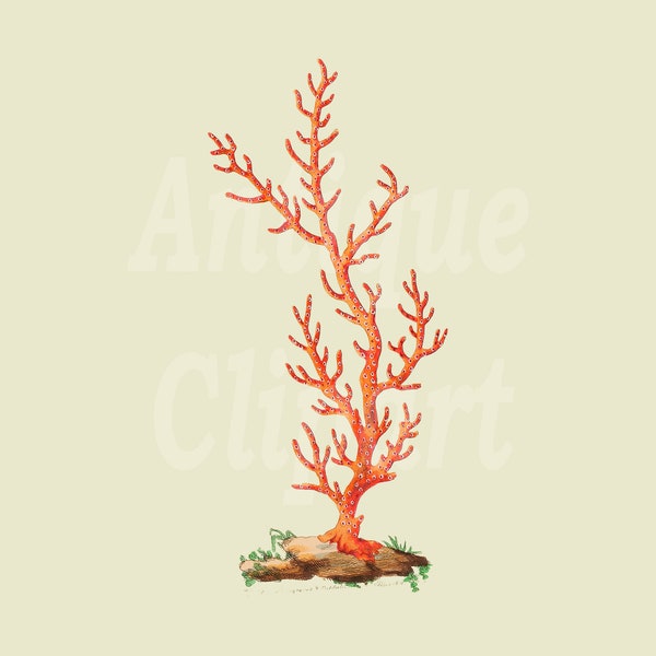 PNG Vintage Illustration "Flat Gorgonia Coral" Digital Download for Collages, Scrapbook, Stickers, Wall Art Prints…