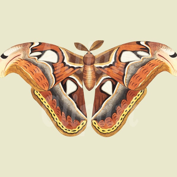 Antique Clip Art, Printable Instant Download "Atlas Moth" Image for Invites, Digital Scrapbook, Paper Crafts, Card Making…