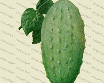 Clipart Cucumber Vintage Clip Art Image for prints, invitations, stickers, transfers