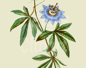 Blue Flower Clipart "Passionflower" Vintage Image Printable Digital Download Botanical Illustration for Invitations, Collages…