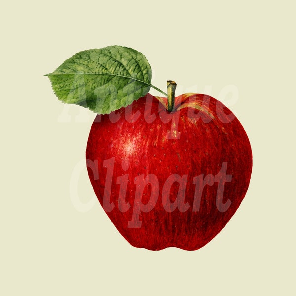 Vintage Fruit Clipart "Red Apple" Printable Botanical Illustration for Invitations, Decoupage, Paper Crafts, Graphic design...