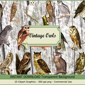 "Antikes Eulen-Set Clip Art ""Nebelkauz" Vintage Vogel Illustration für Kartenherstellung, Scrapbook, lädt ein, Collagen, Basteln ..."