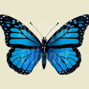 "Retro blauer Schmetterling PNG Clipart ""Common Blue"" Vintage druckbare digitaler Download Illustrationen für Wanddekor, Decoupage, Poster…
