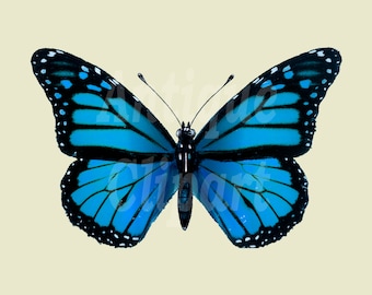 Retro Blue Butterfly PNG Clipart &quot;Common Blue&quot; Vintage Printable Digital Download Illustrations for Wall Decor, Decoupage, Posters…