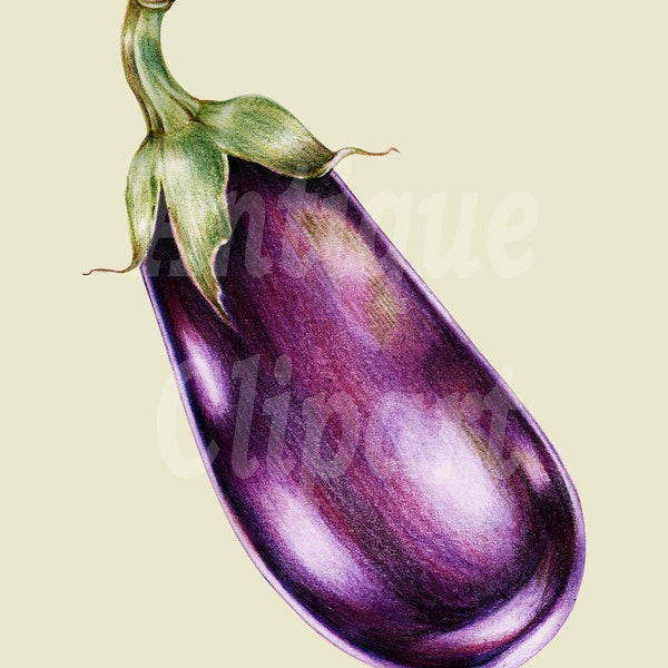 Vegetable Art Download "Purple Eggplant" PNG + JPG Images for Crafts, Wall Art Prints, Collages...