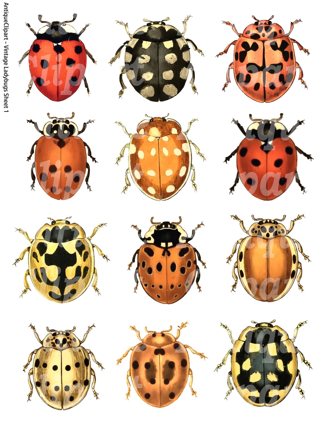 Vintage Ladybug Clipart: Printable Collage Sheets (digital Download) - Etsy