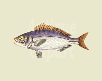 PNG & JPEG Clipart "Golden Eyed Lutian" Fish Digital Image Illustration for Wall Art, Decoupage, Collages, Cards, Scrapbook, Crafts…