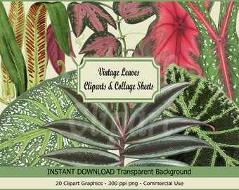 Vintage Leaf Clipart: Botany Illustration PNG, Collage Sheets (Digital Download)