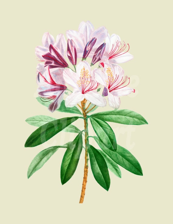 Flower Clipart rhododendron Ponticum Digital - Etsy