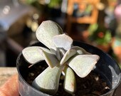 Echeveria Runyonii , Topsy Turby