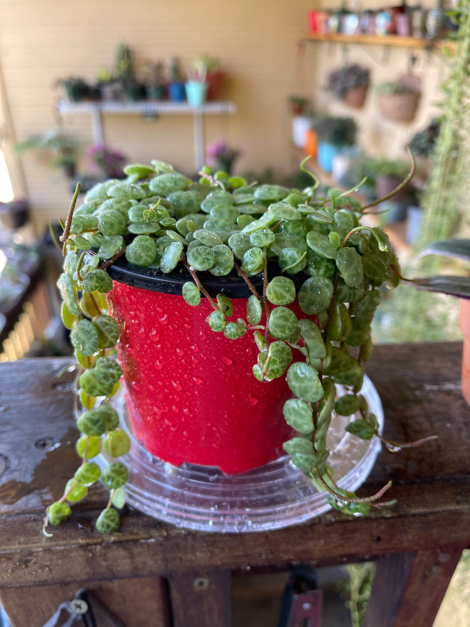 Rare Peperomia Prostrata String of Turtles live plant Etsy