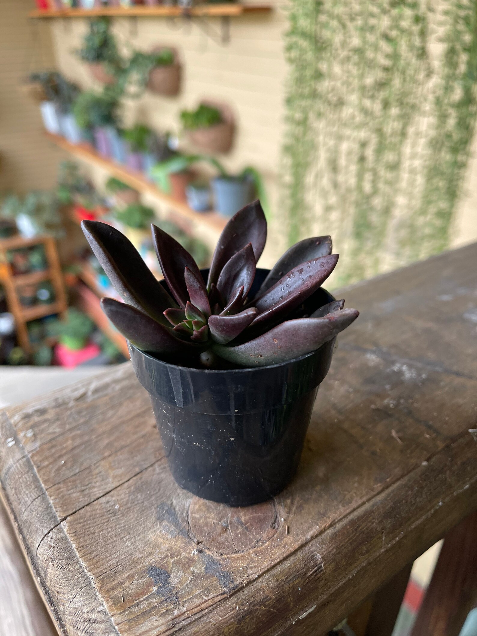 Stunning Echeveria Licorice Etsy