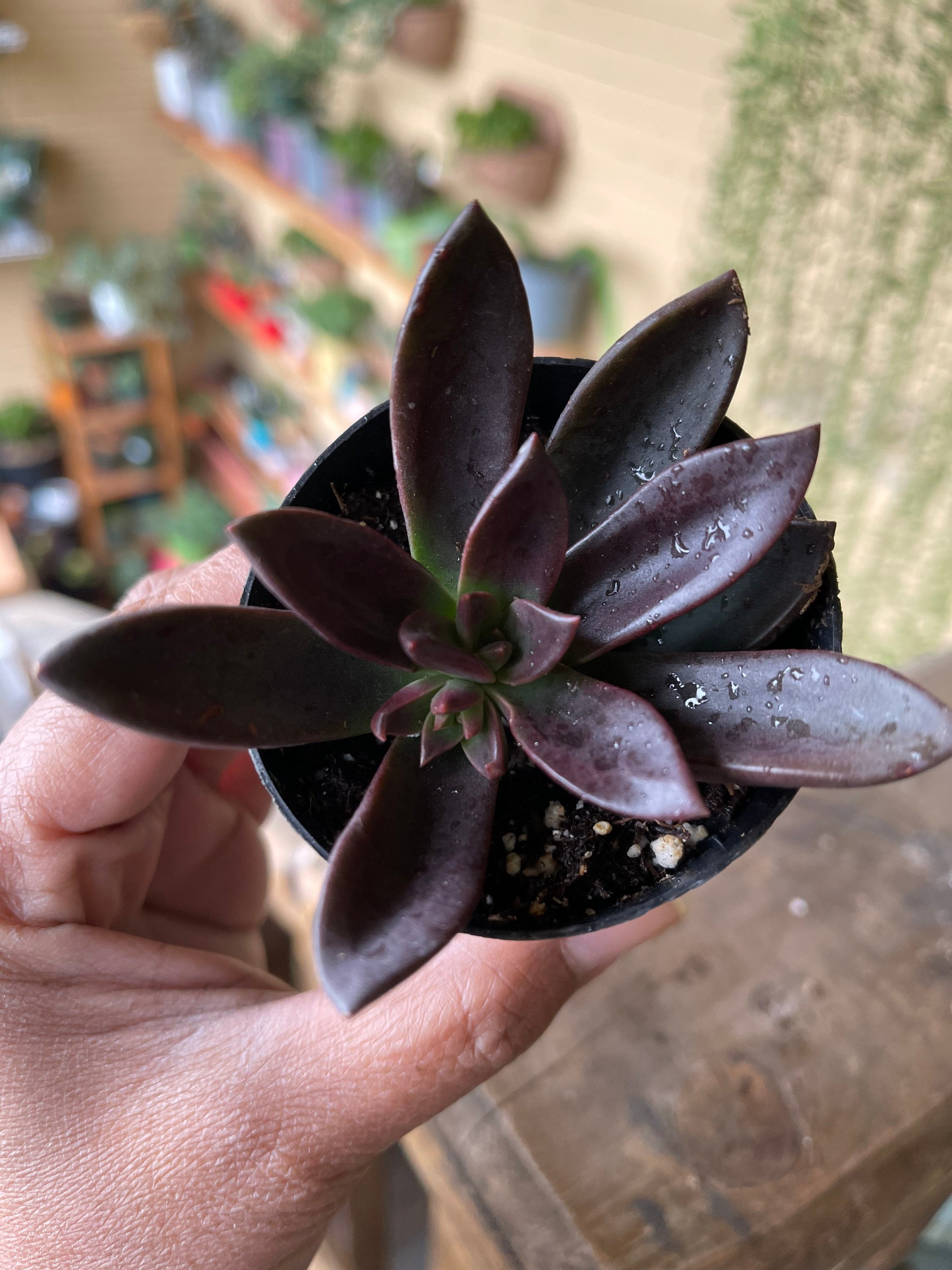 Stunning Echeveria Licorice Etsy