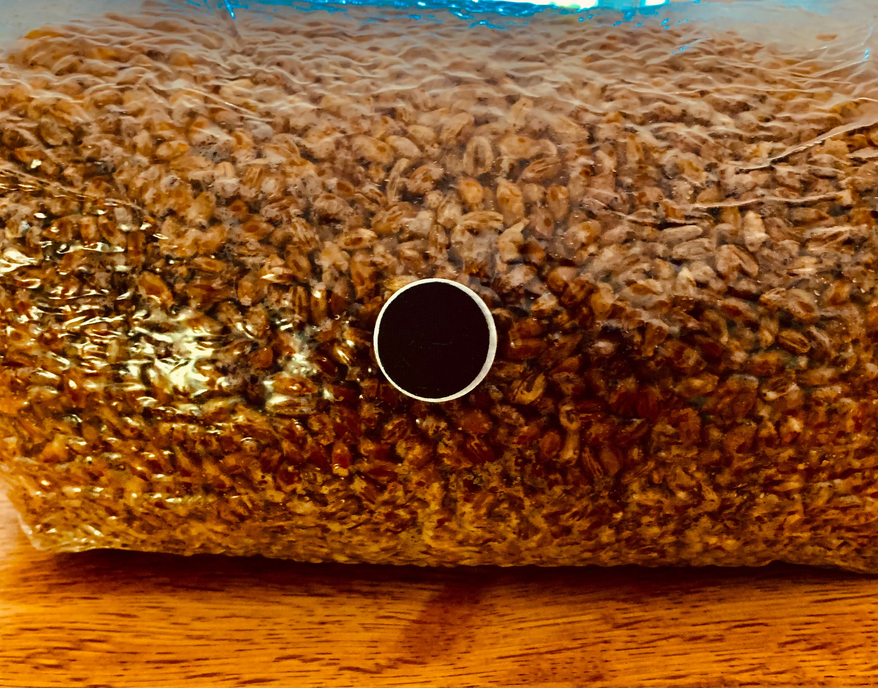 Mushroom Grow Bag 3LB ORGANIC Rye Grain / Sterilized & Etsy