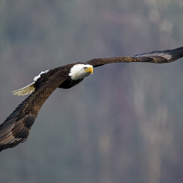 American Bald Eagle Photo JPEG - Bald Eagle Photo JPEG - Eagle Photo JPEG - Raptor Photo - Bird of Prey Photo - Wildlife Photo - Bird Photo