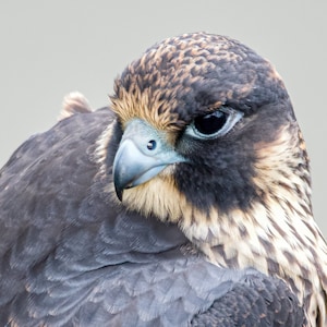 Juvenile Peregrine Falcon Portrait - DIGITAL DOWNLOAD - JPEG