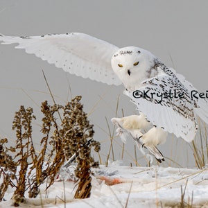 Snowy Owl Snowboarding on the Wing of a Gull - DIGITAL DOWNLOAD - Snowy Owl - JPEG - Beautiful Snowy Owl - Unique Capture