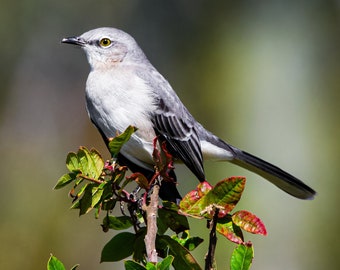 Mockingbird - DIGITAL DOWNLOAD - Beautiful Mockingbird - JPEG - Mockingbird Portrait