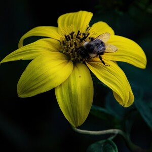Bee on Yellow Flower - DIGITAL DOWNLOAD - Dark and Moody Flower Photo - JPEG