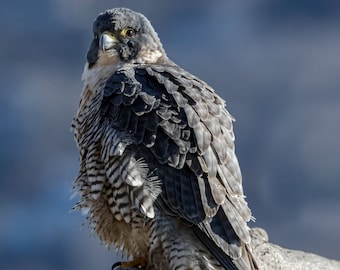 Female Peregrine Falcon - DIGITAL DOWNLOAD - Peregrine Falcon - Beautiful Peregrine Falcon Perched