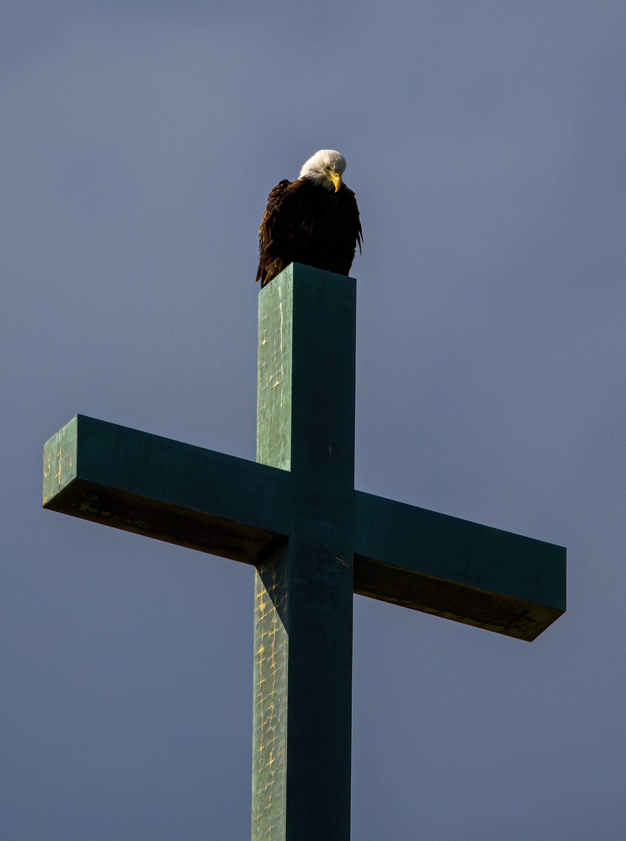 American Bald Eagle on Church Cross JPEG Bald Eagle Photo JPEG Eagle Photo JPEG Raptor Photo