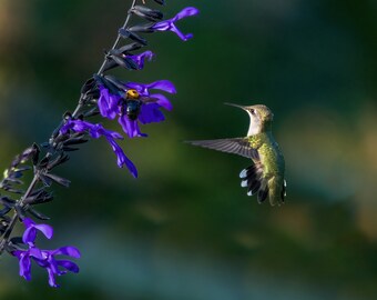 The Hummingbird and the Bee - DIGITAL DOWNLOAD - JPEG