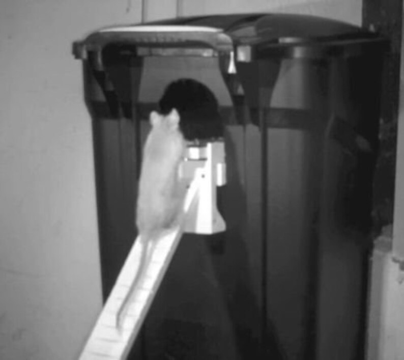 Walk the Plank Rat Trap Bucket Trap Rat & Squirrel Trap Auto Reset Dunk