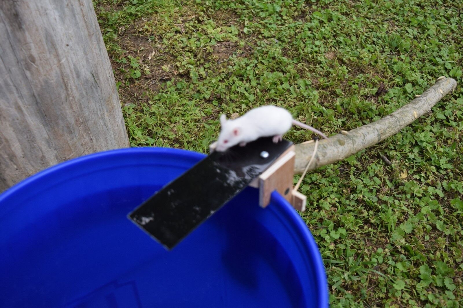 Original Walk the Plank Mouse Trap Bucket Trap Auto Reset Rodent Pest