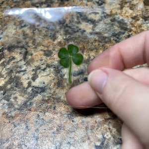 Real 4 Leaf Clover