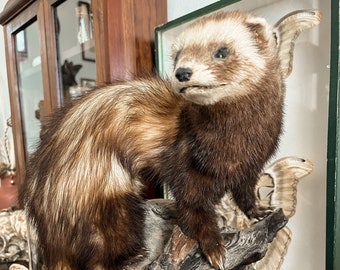 Taxidermia de un zorrillo/hurón