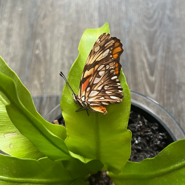 Real Butterfly papilio Dione juno