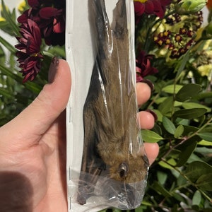 Real bat Cynopterus minutus