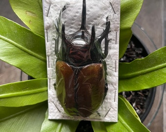Real giant rhinoceros beetle Eupatorus gracilicornis male +80mm