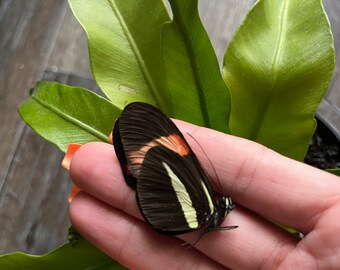 Real Butterfly Heliconius melpomene amaryllis