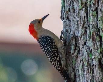Woodpecker