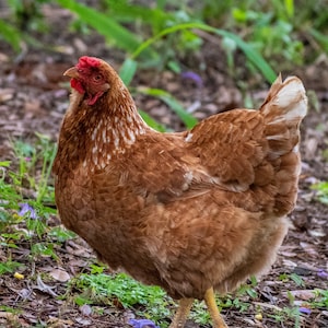 Sassy red hen