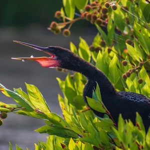 Peut inclure: Un anhinga noir avec la bouche ouverte, perché dans un buisson vert et feuillu. La gorge de l'oiseau est rouge et son bec est long et pointu.
