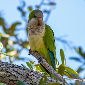 Wild Quaker Parrot