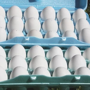 May include: A blue plastic egg carton filled with white eggs. The carton is two levels high and has 30 slots for eggs.