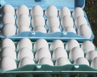 Cascas de ovos de galinha sopradas à mão e limpas: Artesanato de ovos de Páscoa Pysanky